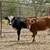 Corriente Heifer Calves | Roping Potentials 7 thumbnail