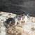 6 week old kittens 6 thumbnail