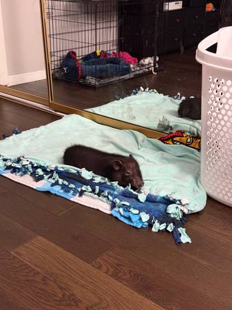 Female mini pig63860184946689123