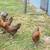 Chickens 4 thumbnail