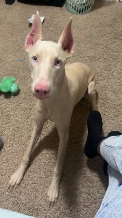 Female Albino Doberman 1