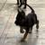 Puppies german Sheppards 7 thumbnail