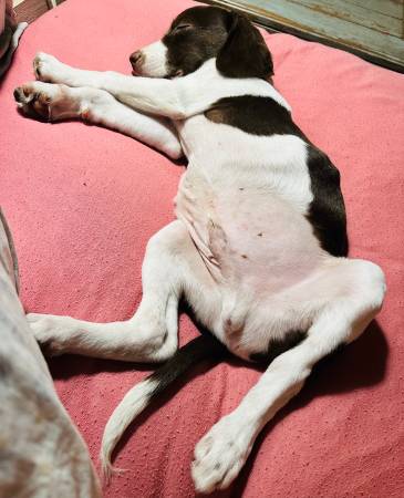 Walker hound mixed puppy (Rincon)64146956263811122