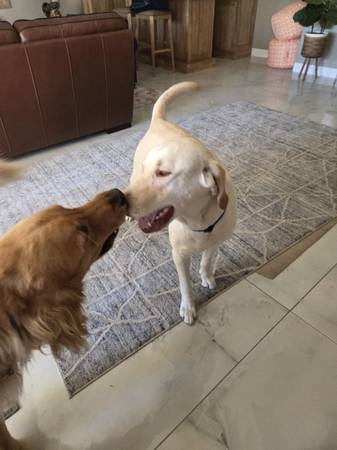 Barkley needs a forever home (El Cajon)63955992920195123