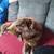 Free purebred husky 3 thumbnail