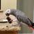 Missing African Gray Parrot - $5000 Reward 2 thumbnail