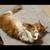 Male Maine Coon 4 thumbnail