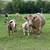 Miniature cattle 1 thumbnail