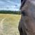 4 YO thoroughbred mare 1 thumbnail