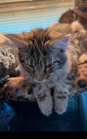 Mainecoon Beauties (Belton)63839343216515122
