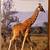 GARAGE SALE -Vintage Items, Trays, Pet Pen, CD, DVD, Standees, Posters 11 thumbnail