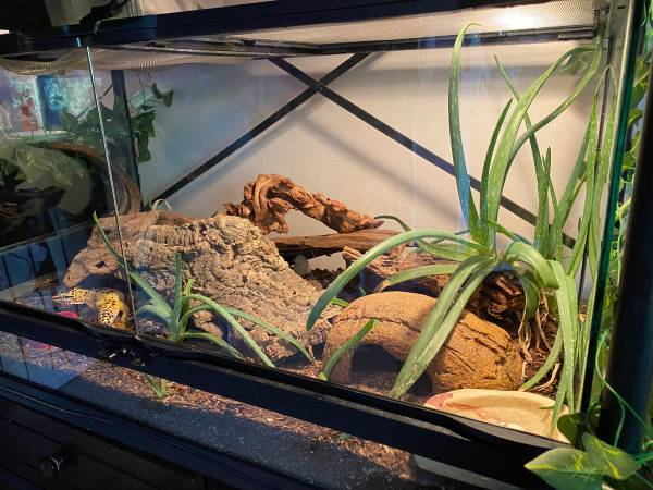 Rehoming Leopard Gecko everything included (Tigard)63916332958851121