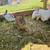Bunnies 5 thumbnail