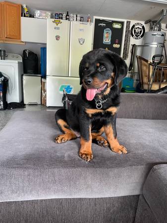 Female Rottweiler Puppy - $350 (San Diego)63471472760961120