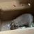 Male Guinea pigs 3 thumbnail