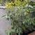 Hass & Fuerte Avocados 15-Gallon Pots 6 thumbnail