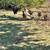 Hens 3 thumbnail
