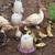 Muscovy ducklings 3 weeks old 1 thumbnail