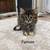 3 Long haired Tabby Kittens 2 thumbnail