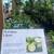 We Accept SNAP / EBT On All Our Citrus Trees $20 10 thumbnail