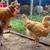 CHICK SPECIAL!!! Chicks & Almost Laying Hens 5 thumbnail