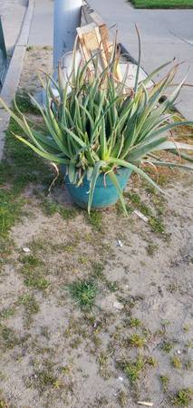 BIG Aloe Vera plant 1