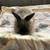 Lion head bunnies 1 thumbnail