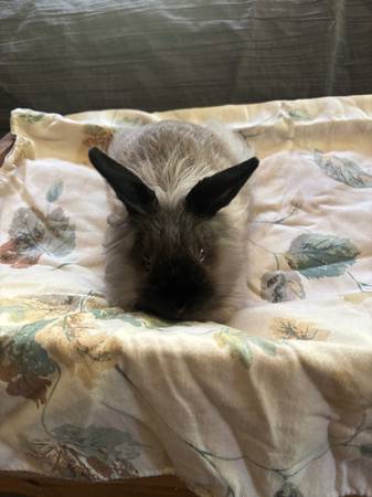 Lion head bunnies 1