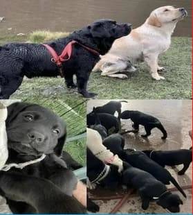 2 beautiful female Labrador puppies left. 1