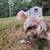 Female dog 4 thumbnail