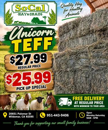 Unicorn Teff 1