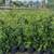 Thuja green giants for sale 2 thumbnail