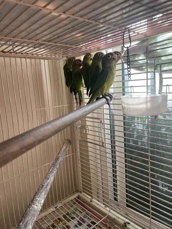 Loros parrots. Birds 1
