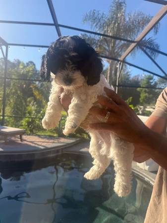 Havanese Boy 1