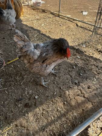 Hens 1