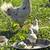 chicken 1 thumbnail