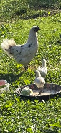 chicken 1