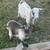 Goats 1 thumbnail