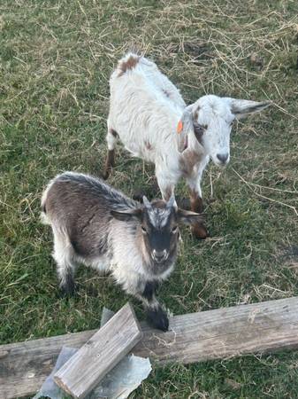 Goats 1