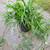 Spider plant 2 thumbnail