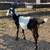 Nubian goats 4 thumbnail
