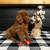 ≥≥≥≥Stunning AKC Red Standard Poodles≤≤≤≤≤≤≤≤ 4 thumbnail