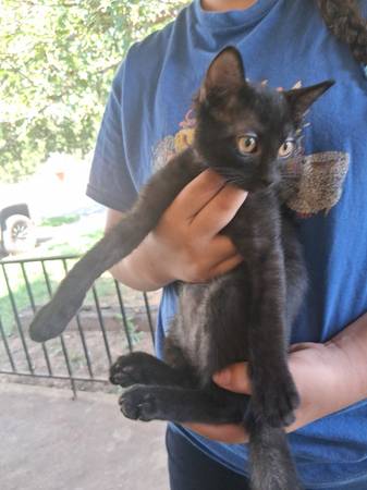12 week old male cat (Wichita Falls)63852007193731121