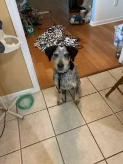 Rehoming Dog (Hahira)63978327687043120