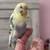 Parakeet tamed 3 thumbnail