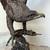 Eagle Sculpture by Jules Moigniez 5 thumbnail