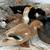 Rehoming Farm Animals - Ducks 12 thumbnail