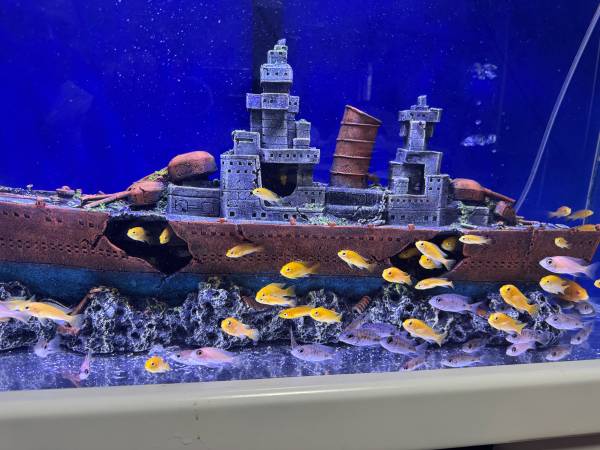Beautiful assorted cichlids ( freshwater ) 1