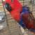 Eclectus female 5 thumbnail