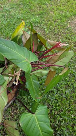 PHILODENDRON  ERUBESCENS, RED EMERALD 1